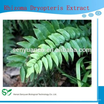 Bester Verkauf Rhizoma Dryopteris Extrakt